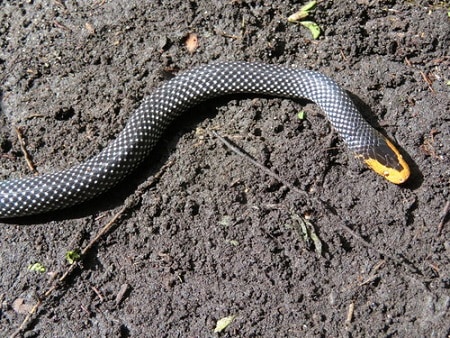 Red-snouted Wolf Snake (Lycophidion uzungwense)