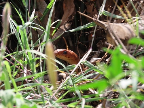 Red-spotted Beaked Snake (Rhamphiophis rubropunctatus)