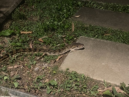 Scrub Python Simalia kinghorni australia