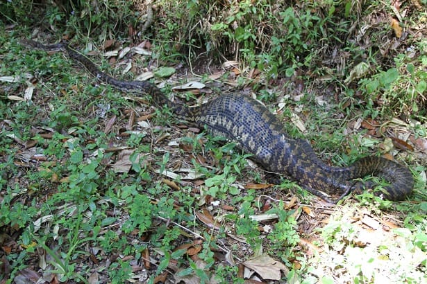 Scrub Python (Simalia kinghorni) bulge