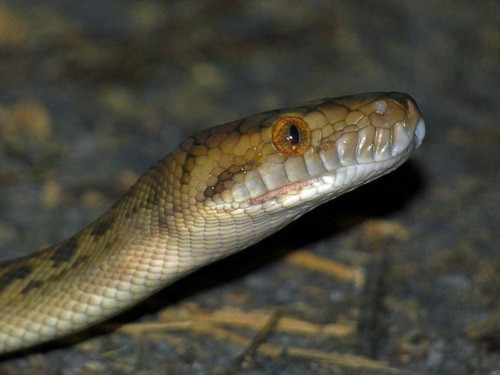 Scrub Python Simalia kinghorni face