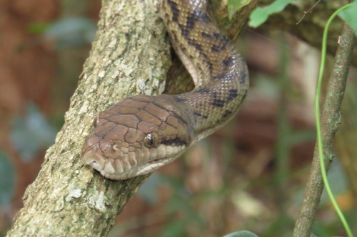 Scrub Python (Simalia kinghorni) queensland