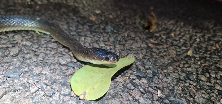 Slaty-grey Snake Stegonotus australis