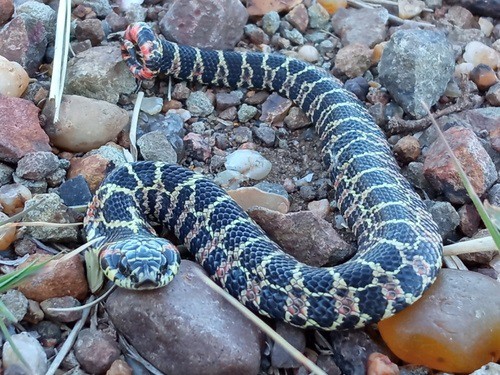 South American Hognose Snake (Xenodon dorbignyi)