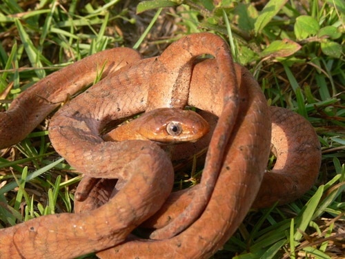 Toxicodryas adamanteus ugandan snake species