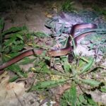 Two-colored Mussurana (Mussurana bicolor)