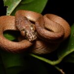 Uganda House Snake (Hormonotus modestus)