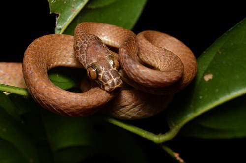 Uganda House Snake (Hormonotus modestus)