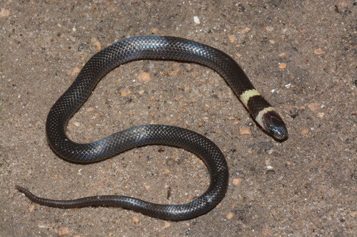 Uluguru Centipede-Eater (Aparallactus guentheri)