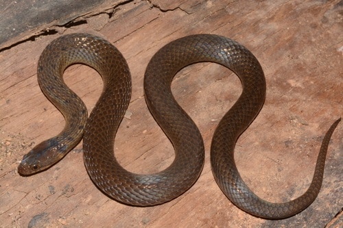 Usambara Forest Snake (Buhoma vauerocegae)