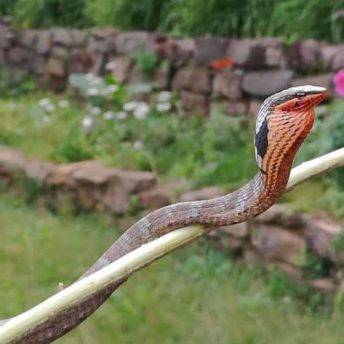 Usambara Vine Snake Thelotornis usambaricus