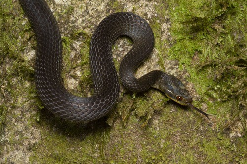 Werner's Water Snake (Crotaphopeltis tornieri)