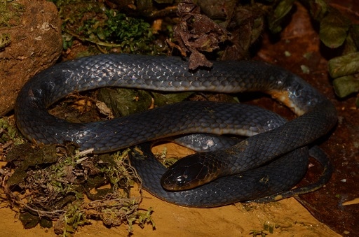 Western Forest Centipede-Eater Aparallactus modestus