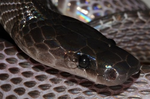 Western Forest File Snake (Mehelya poensis)