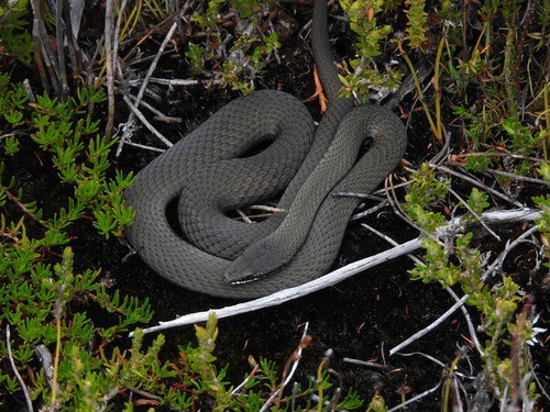 White-lipped Snake (Drysdalia coronoides)