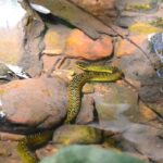 Yellow-bellied Liophis (Erythrolamprus poecilogyrus)