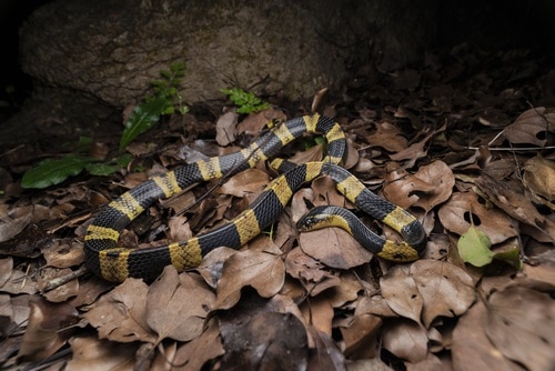Banded Krait (Bungarus fasciatus) snake