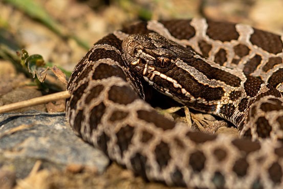 Eastern Massasauga Sistrurus catenatus face