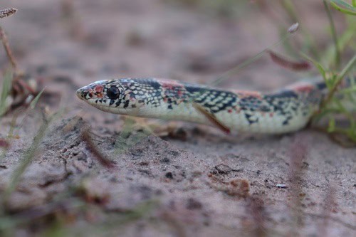 Long-nosed Snake (Rhinocheilus lecontei) burrows
