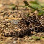 Sistrurus catenatus massasauga usa