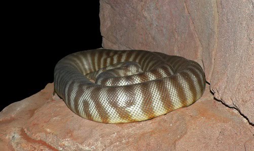 Woma Python Aspidites ramsayi burrows
