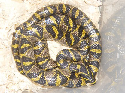 mandarin rat snake (Euprepiophis mandarinus)