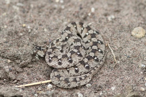 west african carpet viper echis