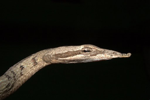 Ahaetulla pulverulenta vine snake sri lanka