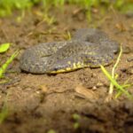 Anamalai Wood Snake (Xylophis mosaicus)