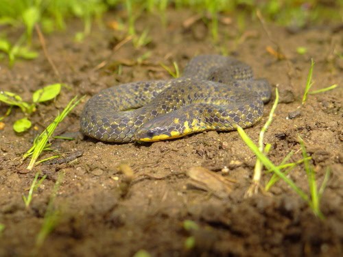 Anamalai Wood Snake (Xylophis mosaicus)