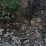 Andean Lancehead Bothrocophias andianus