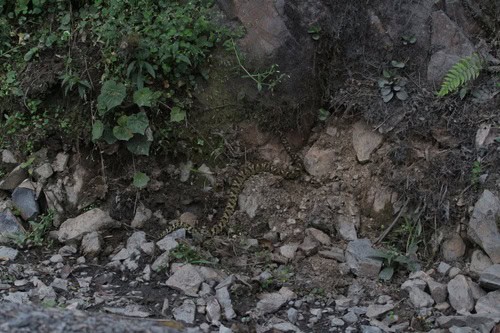 Andean Lancehead Bothrocophias andianus