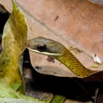 Barred Forest Racer (Dendrophidion percarinatum)