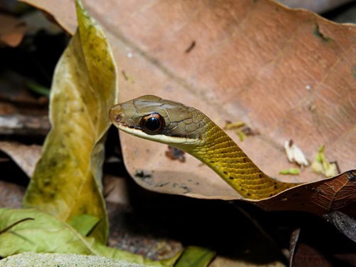 Barred Forest Racer (Dendrophidion percarinatum)