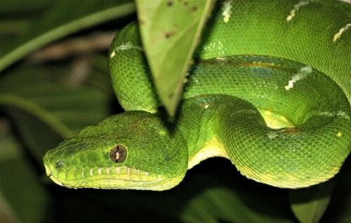 Bates's Tree Boa (Corallus batesii)