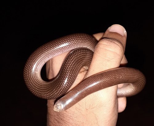 Beaked Blind Snake Grypotyphlops acutus