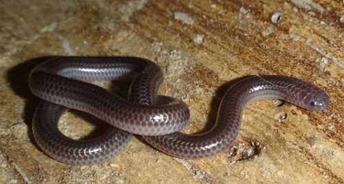 Big-scaled Blind Snake Trilepida macrolepis