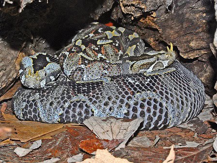 Bitis nasicornis butterfly viper africa