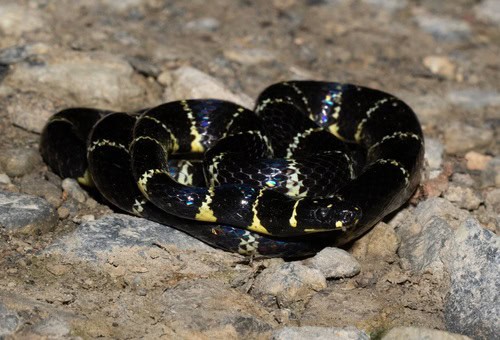 Black Halloween Snake (Pliocercus euryzonus)