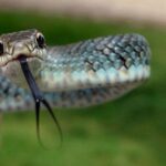 Black-masked Racer Coluber constrictor