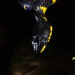 Boiga melanota head face