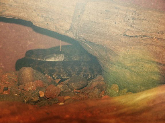 Bothrops pictus desert lancehead