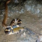 Boulenger's Keelback (Fowlea asperrima) sri lanka