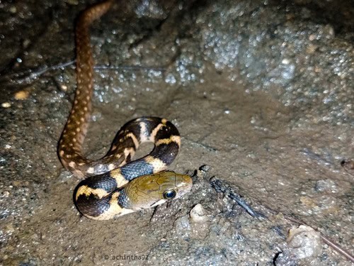 Boulenger's Keelback (Fowlea asperrima) sri lanka