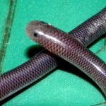 Brahminy Blindsnake Indotyphlops braminus