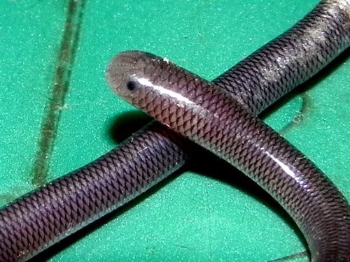 Brahminy Blindsnake Indotyphlops braminus