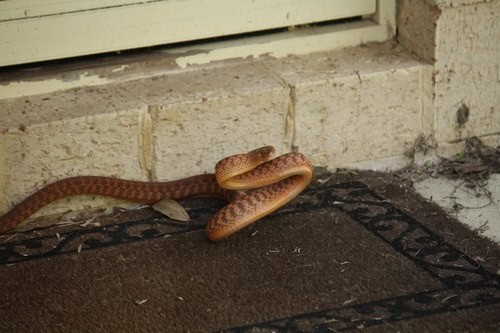 Brown Tree Snake Boiga irregularis doormat