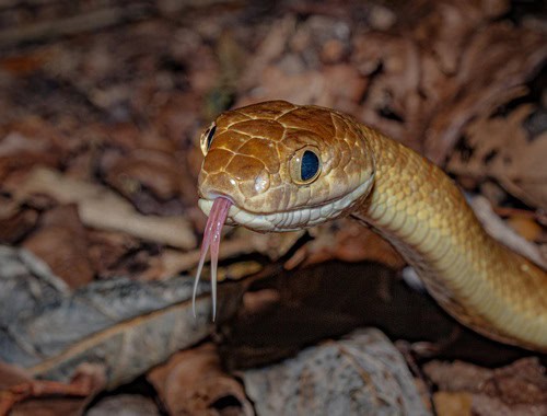 Brown Tree Snake Boiga irregularis face