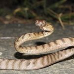 Brown Tree Snake Boiga irregularis freaky