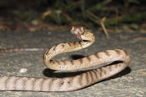 Brown Tree Snake Boiga irregularis freaky